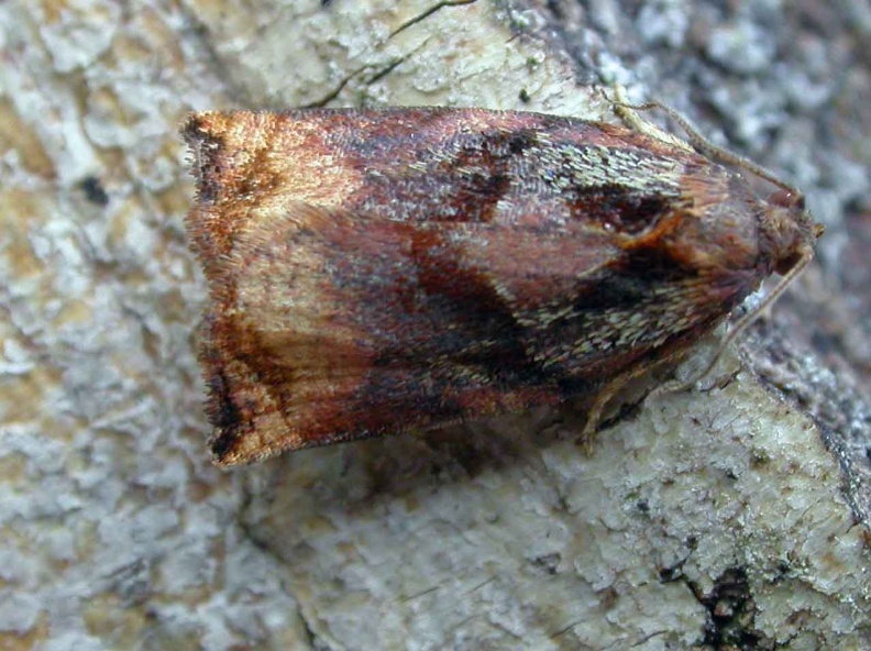 Archips podana ex3551 _800_.jpg